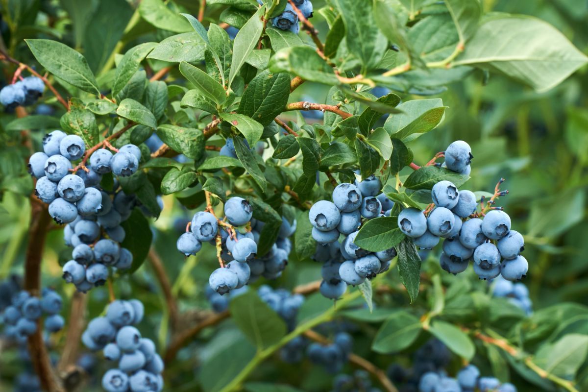 How to Grow a Thriving Blueberry Bush Garden Using Proven Propagation Methods