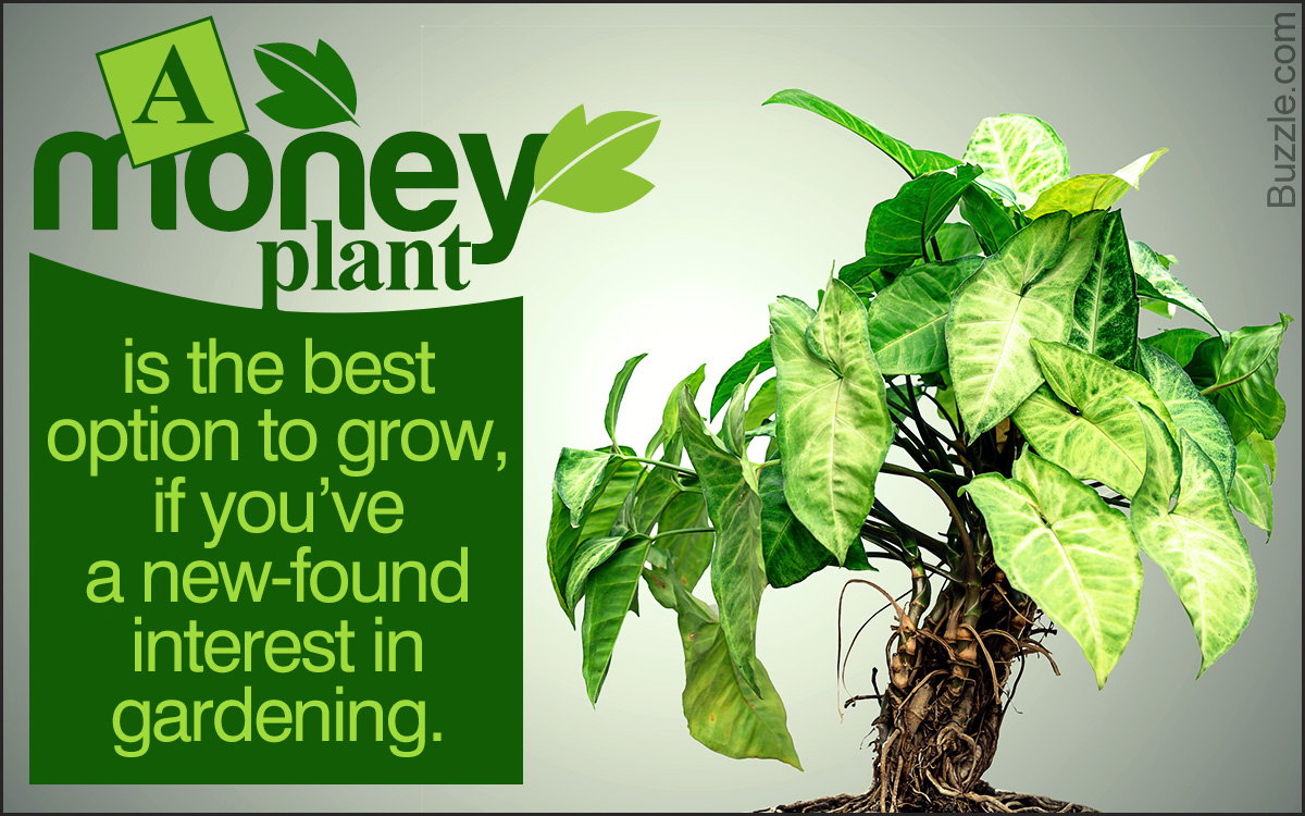 Money Plant Care 101: Simple Tips For Beginners