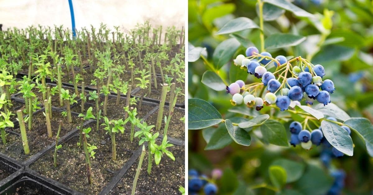 How to Grow a Thriving Blueberry Bush Garden Using Proven Propagation Methods