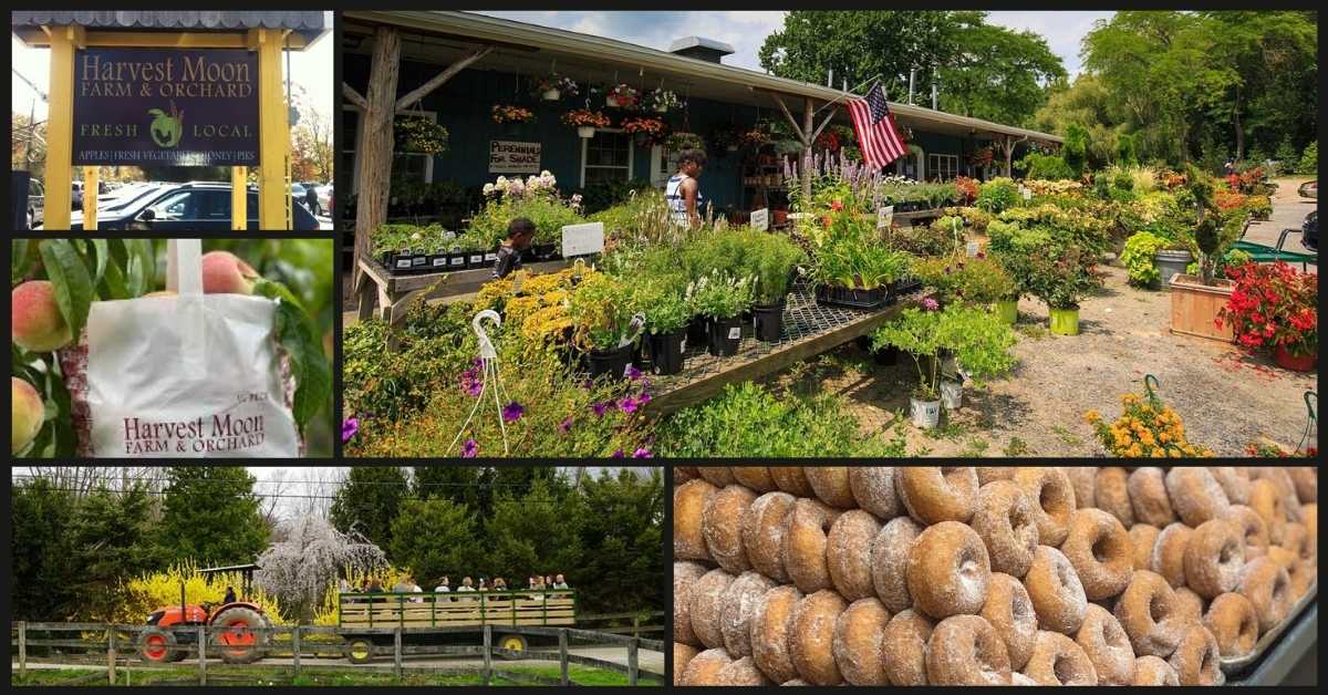 How to Enjoy the Best Seasonal Fun at Harvest Moon Orchard