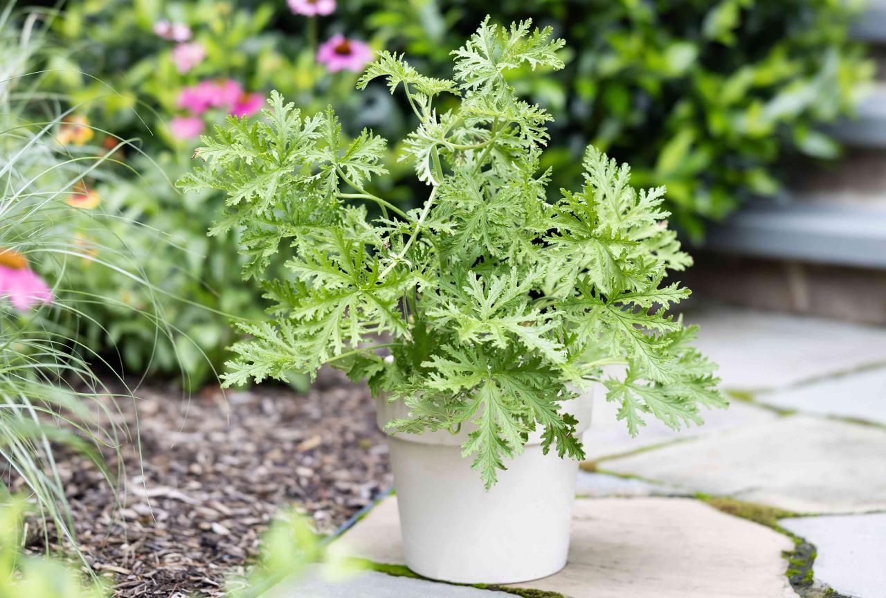 Citronella Plant Benefits: Grow & Use This Herb for Pest Repellent