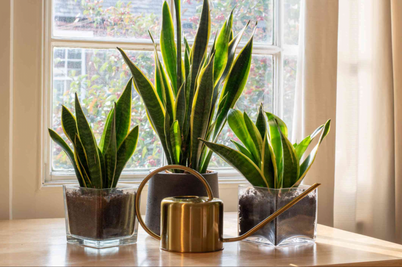 Best Watering Tips to Keep Your Snake Plant Thriving