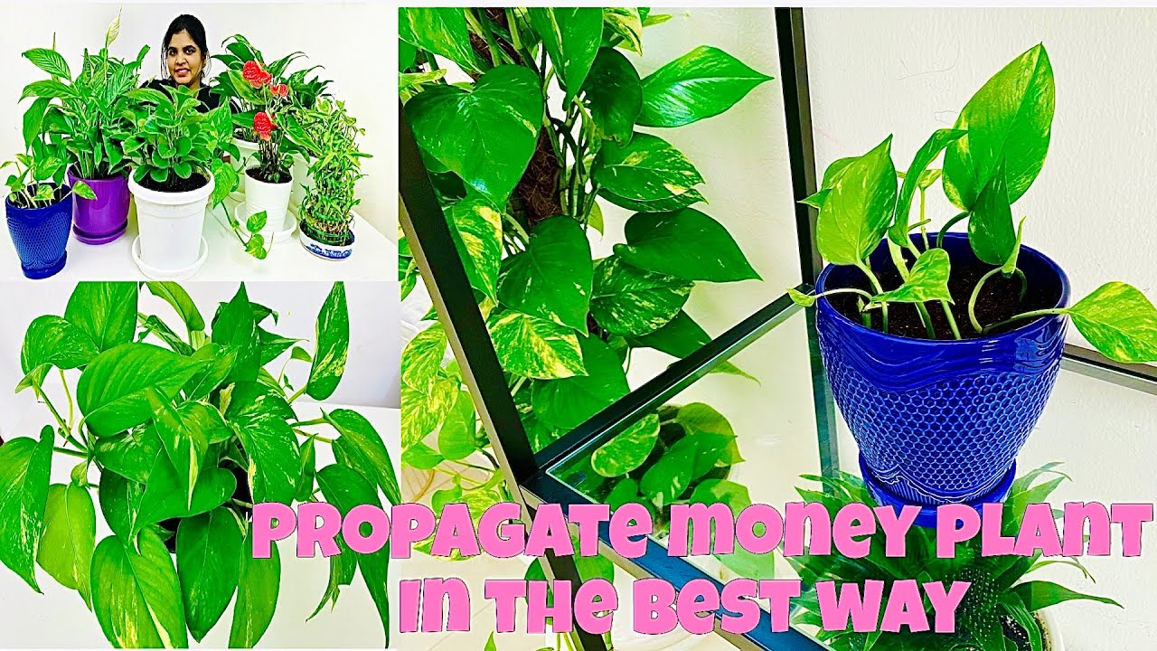 Money Plant Care 101: Simple Tips For Beginners