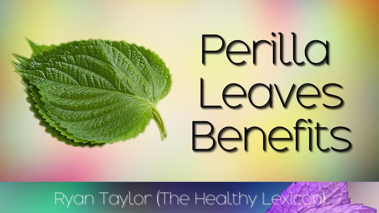 Perilla Leaf Benefits: How to Incorporate This Herb into Your Daily Cooking