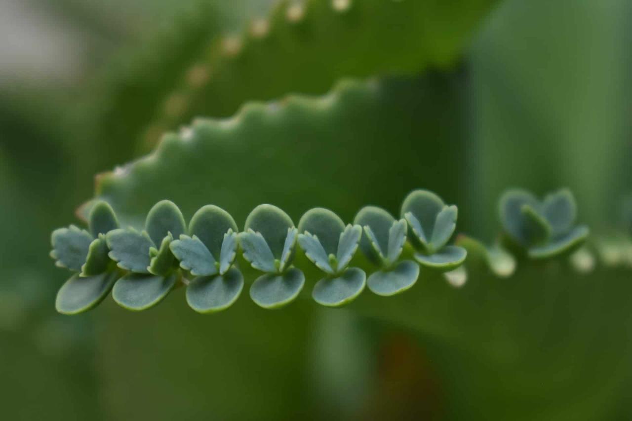 How to Easily Multiply Your Mother of Thousands Plants